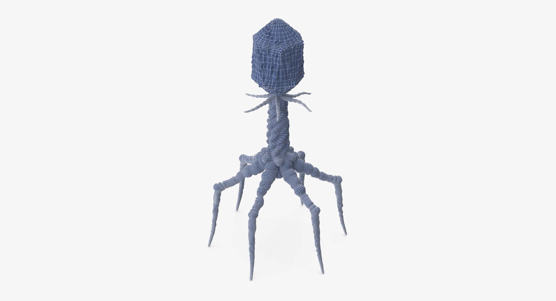 13 viruses virus 3d model https://p.turbosquid.com/ts-thumb/nY/LqPCRs/WMzxEYxm/bacteriophage_001_wireframe_0005/jpg/1456734337/1920x1080/fit_q87/e3bd84b33bd882a607a3d1b3b11d09e6f31da445/bacteriophage_001_wireframe_0005.jpg