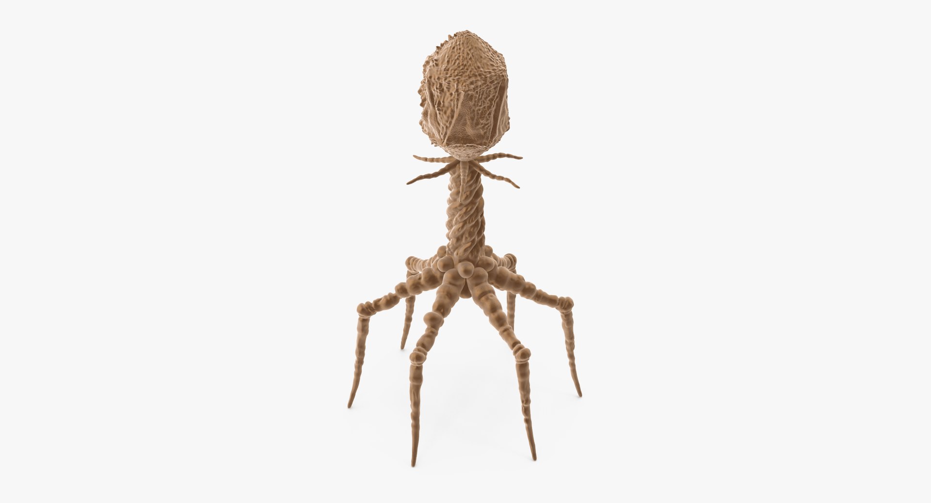 13 viruses virus 3d model https://p.turbosquid.com/ts-thumb/nY/LqPCRs/Wdqf2LU4/bacteriophage_001_thumbnail_0004/jpg/1456734336/1920x1080/fit_q87/fe5752a952b78a226dc322336789e32643fc49ac/bacteriophage_001_thumbnail_0004.jpg
