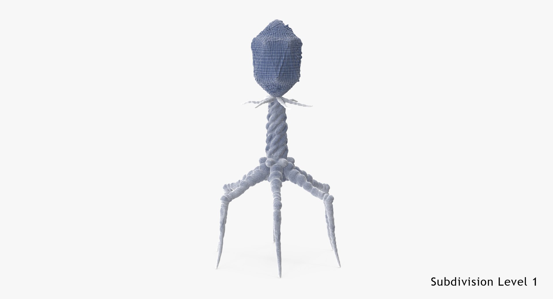13 viruses virus 3d model https://p.turbosquid.com/ts-thumb/nY/LqPCRs/Xx46sXM4/bacteriophage_001_wireframe_subdiv1/jpg/1456734337/1920x1080/fit_q87/7a492a1c92798295b59e22fc6b56d29f7e7b20ec/bacteriophage_001_wireframe_subdiv1.jpg