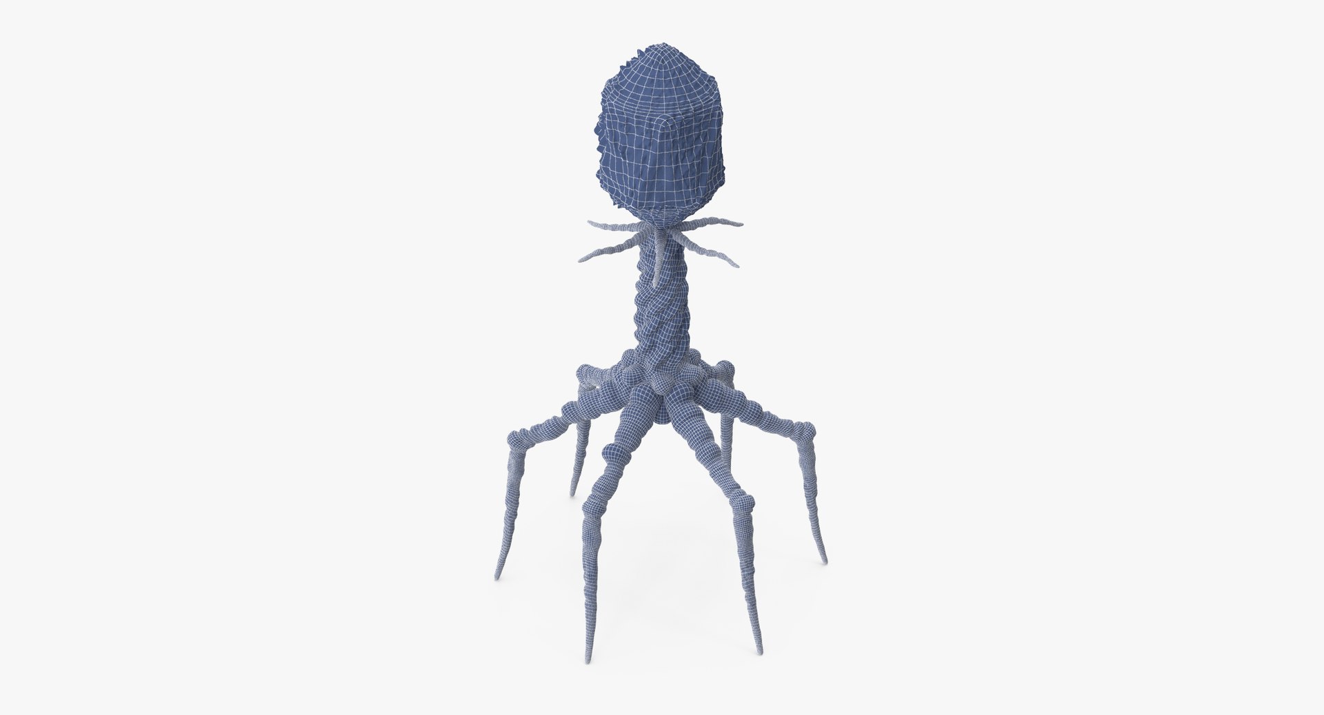 13 viruses virus 3d model https://p.turbosquid.com/ts-thumb/nY/LqPCRs/YLHxLG4Y/bacteriophage_001_wireframe_0004/jpg/1456734337/1920x1080/fit_q87/90c6048f5d7d0b92b3652902cf91564282149edd/bacteriophage_001_wireframe_0004.jpg