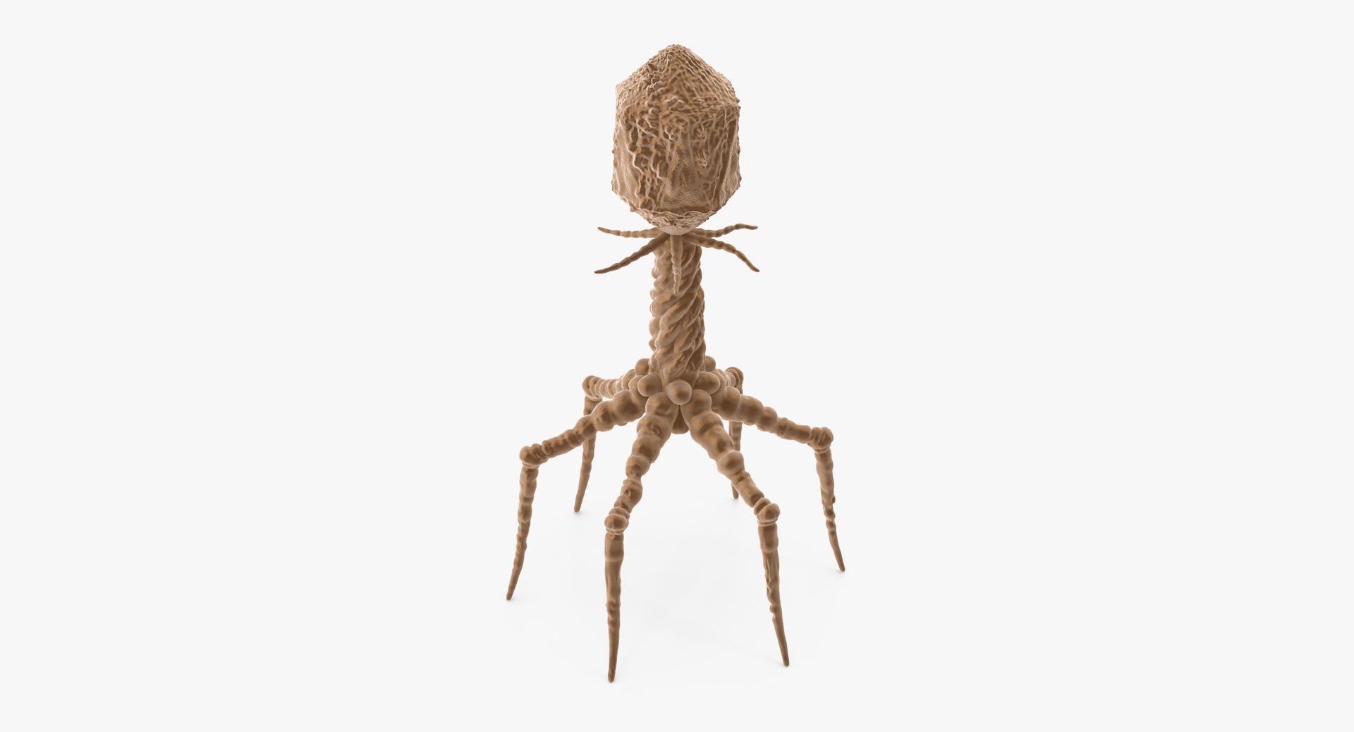 13 viruses virus 3d model https://p.turbosquid.com/ts-thumb/nY/LqPCRs/zMcEpkcA/bacteriophage_001_thumbnail_0005/jpg/1456734336/1920x1080/fit_q87/8c11e931a5a901857779d63ae03905953aab0554/bacteriophage_001_thumbnail_0005.jpg