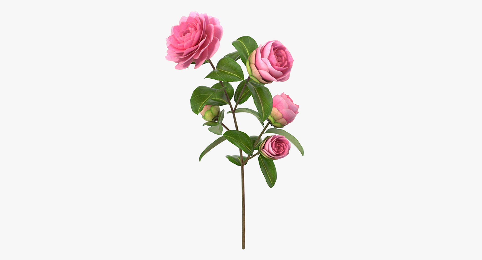 Camellia Pink 3D model preview