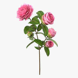 camellia pink 3D