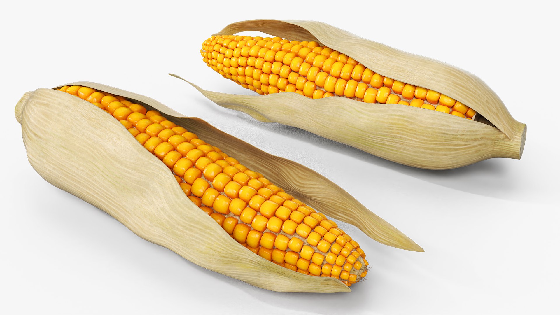 3D Corn Cob in Natural Husk Fur model https://p.turbosquid.com/ts-thumb/nY/T5WFpS/L5/corn_cob_in_natural_husk_fur_002/jpg/1757571411/1920x1080/fit_q87/6b033edb1ddc8a2c6c147f09fc28414c8da80d99/corn_cob_in_natural_husk_fur_002.jpg