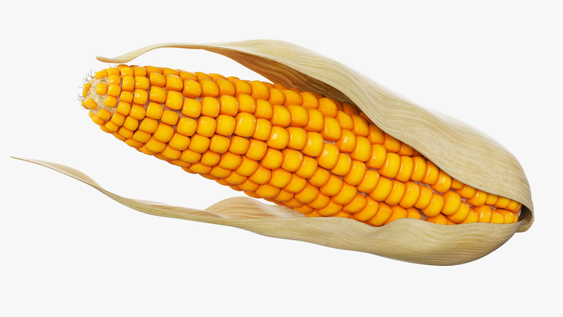 3D Corn Cob in Natural Husk Fur model https://p.turbosquid.com/ts-thumb/nY/T5WFpS/V8/corn_cob_in_natural_husk_fur_005/jpg/1757571501/1920x1080/fit_q87/06e90cc054af0bdcbd8615919c107e3bd462ac67/corn_cob_in_natural_husk_fur_005.jpg