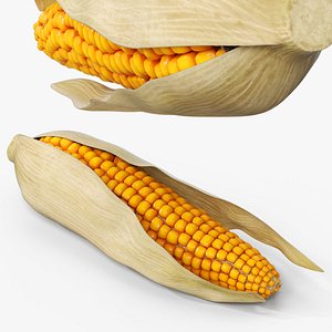 Corn Cob in Natural Husk Fur