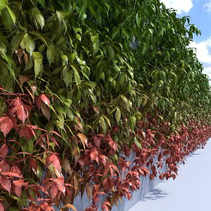 set 6 ivy 3d obj