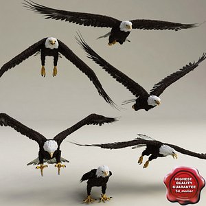 Bald Eagles Poses Collection
