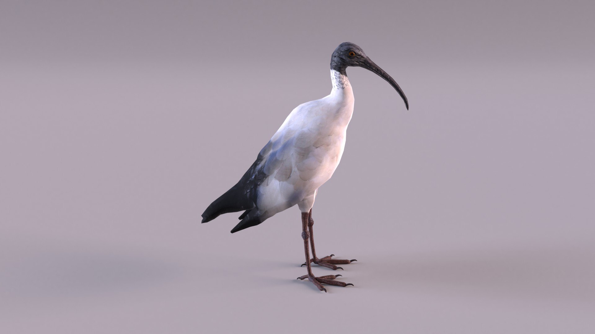 Australian Ibis 3D Model - TurboSquid 1728911