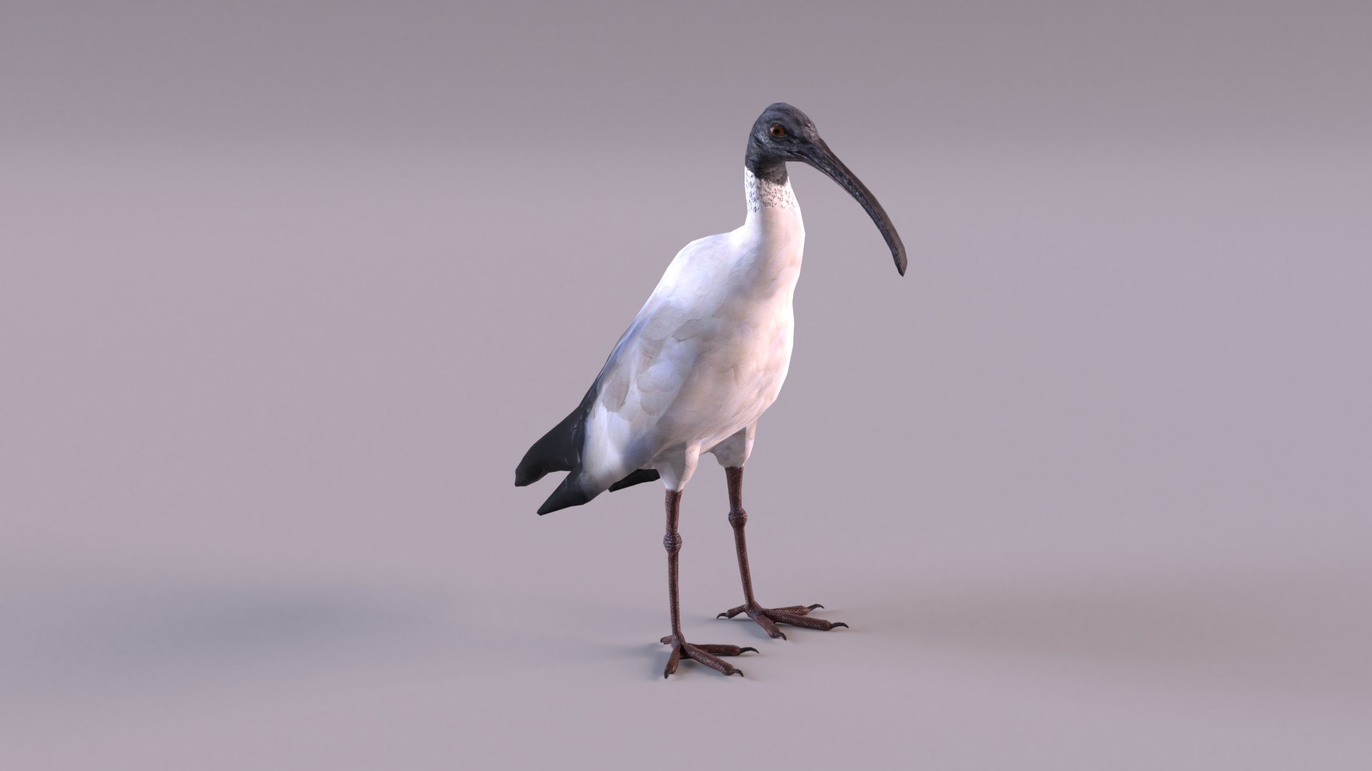 Australian Ibis 3D Model - TurboSquid 1728911