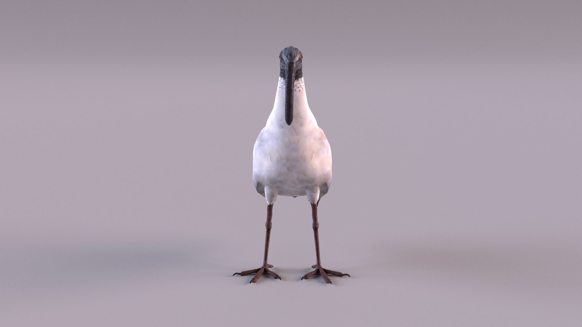 Australian Ibis 3D Model - TurboSquid 1728911