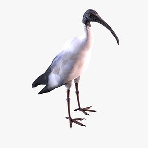 Australian Ibis 3D model