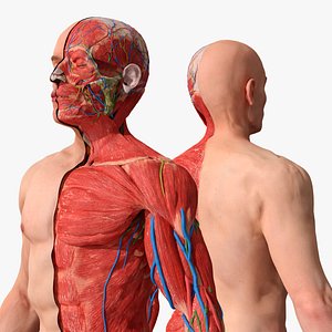 Male Human Anatomy with Musculature and Vascular System 3D model