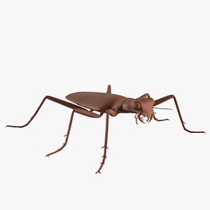 Six Spotted Tiger Beetle 3D model