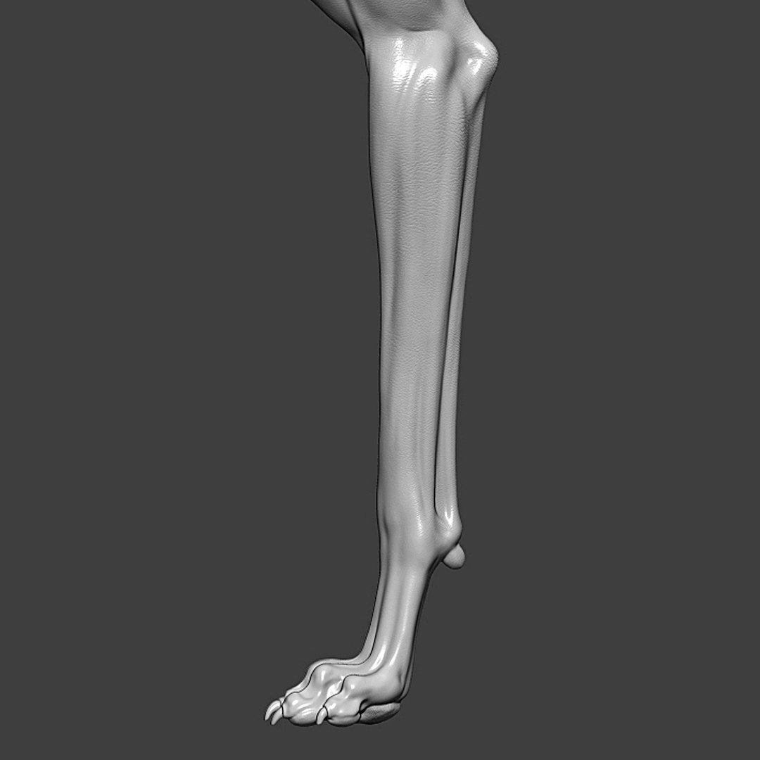 Dog Front Leg Highpoly Sculpt 3D model https://p.turbosquid.com/ts-thumb/nY/ju5QFs/Ic/greyhound_dog_front_leg_sign_01/jpg/1635424604/1920x1080/fit_q87/8a19aeb77a39c7013802bbd97158b6b84c3d95ce/greyhound_dog_front_leg_sign_01.jpg