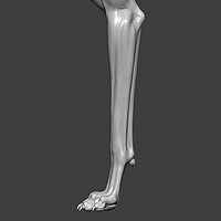 Dog Front Leg Highpoly Sculpt