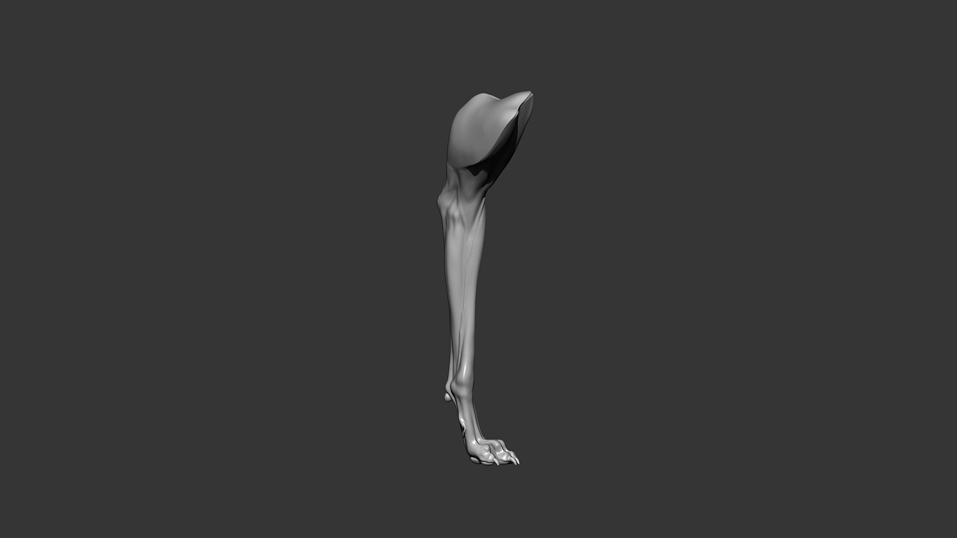 Dog Front Leg Highpoly Sculpt 3D model https://p.turbosquid.com/ts-thumb/nY/ju5QFs/di/greyhound_dog_front_leg_02/jpg/1635424615/1920x1080/fit_q87/65bbe114265edb62f97c5ec770c65761fff20a5f/greyhound_dog_front_leg_02.jpg