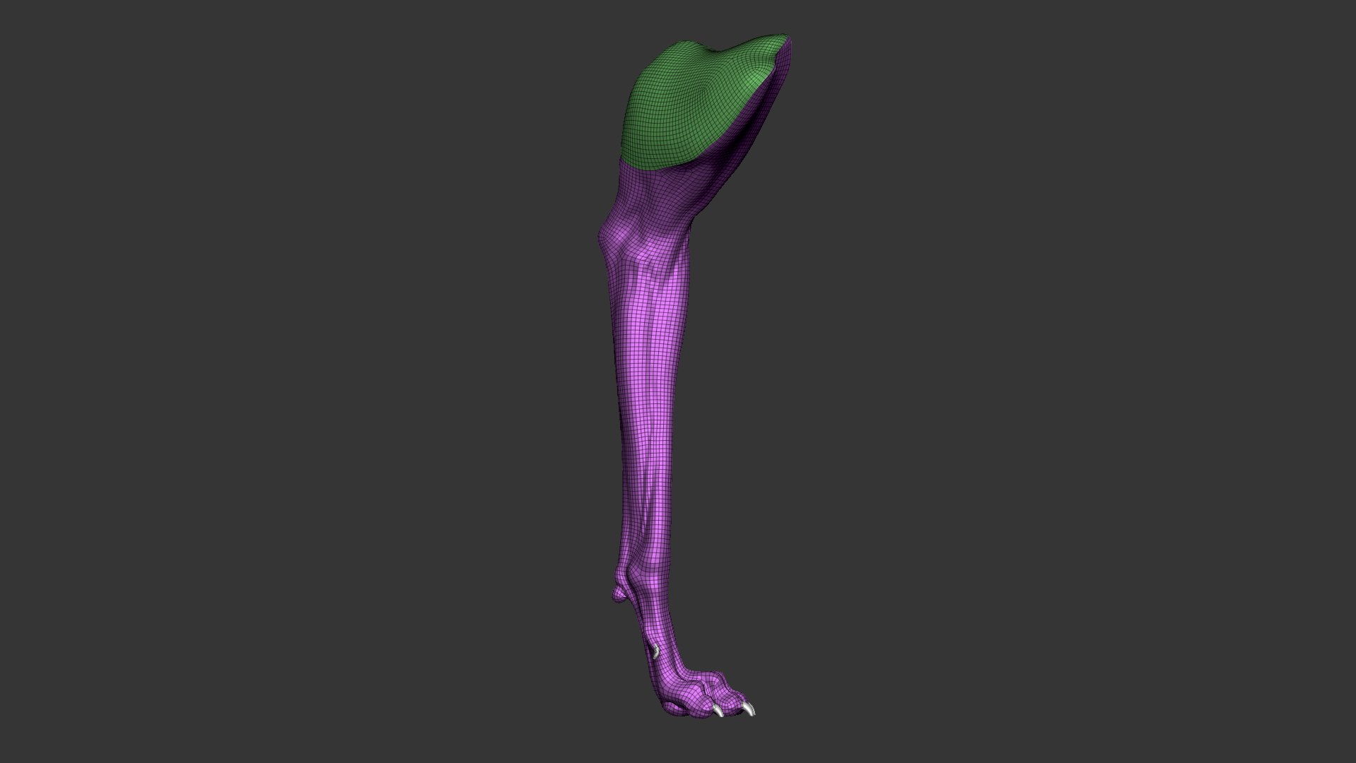 Dog Front Leg Highpoly Sculpt 3D model https://p.turbosquid.com/ts-thumb/nY/ju5QFs/w0/greyhound_dog_front_leg_wireframe_02/jpg/1635424616/1920x1080/fit_q87/733163a93deafb57855583939d2e4b78afecf8e5/greyhound_dog_front_leg_wireframe_02.jpg