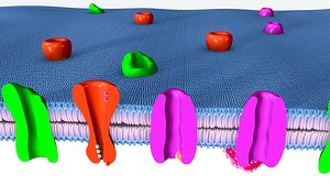 3d cell membrane model