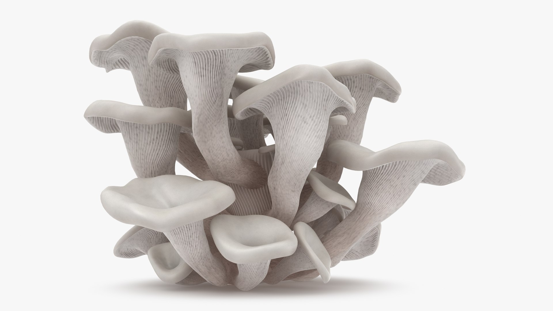 Oyster Mushroom White 3d Model