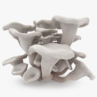 Oyster Mushroom White
