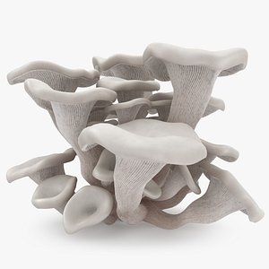 Oyster Mushroom White