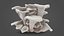Oyster Mushroom White
