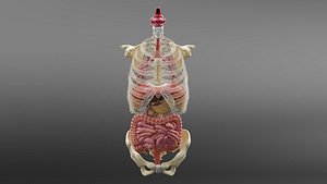 Medical Grade Human Digestive System 3D Model