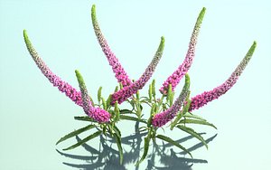 Summer Lilac Buddleja Davidii Butterfly Bush