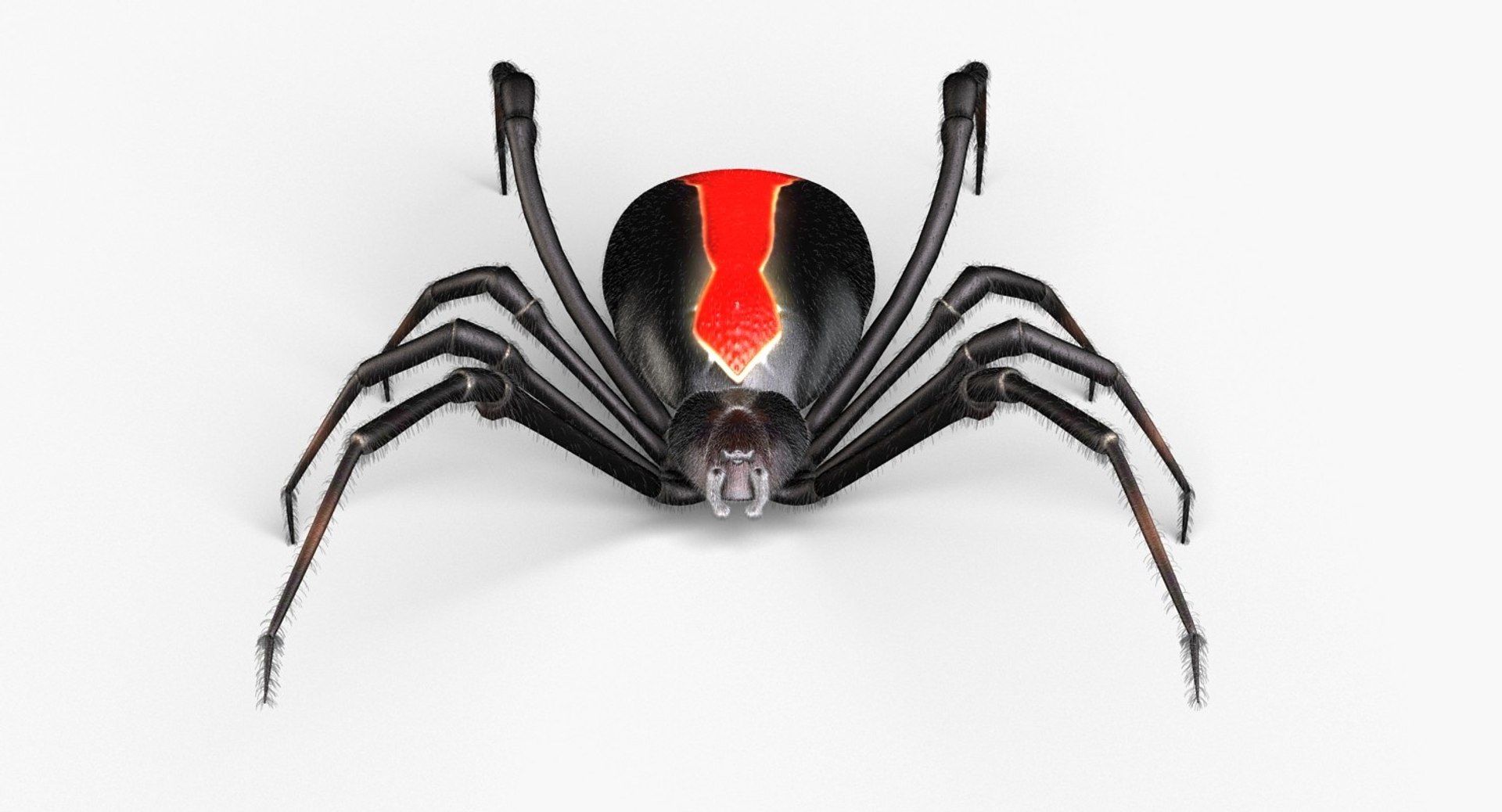 3d Red Spider Model