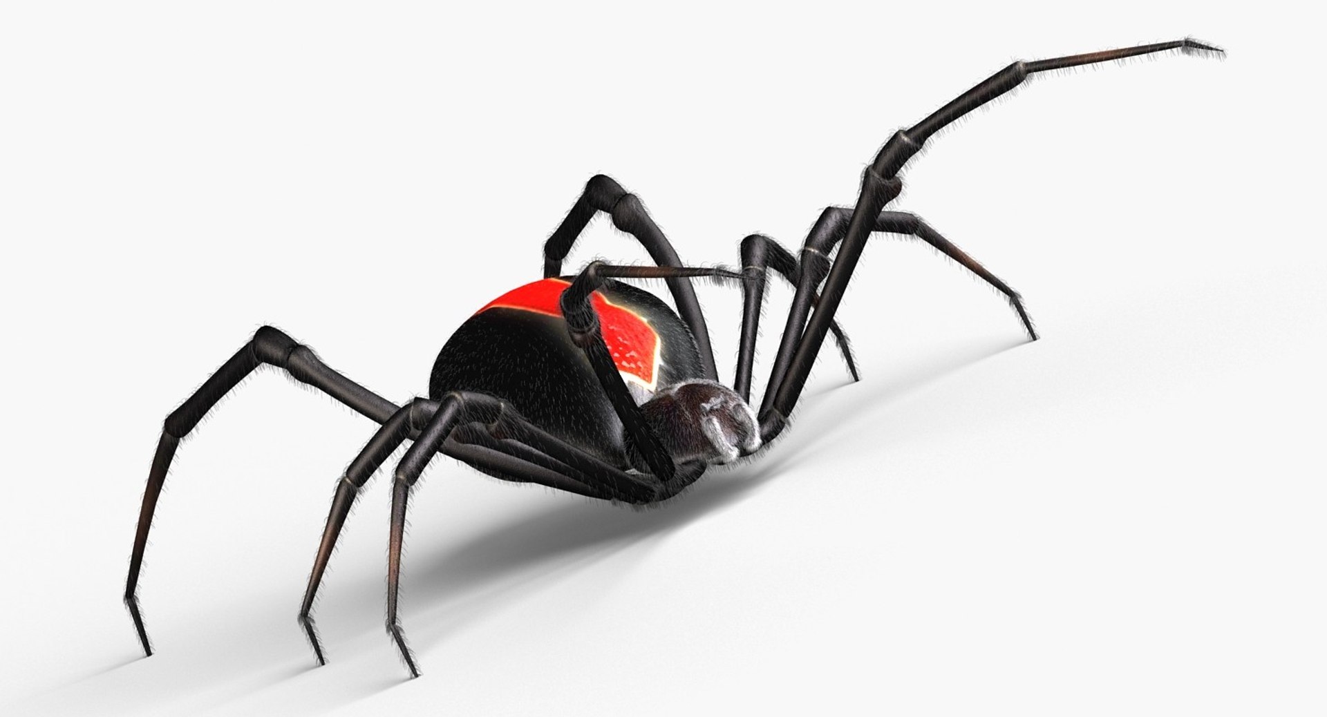 3d Red Spider Model