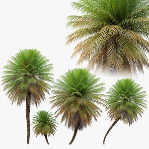 Phoenix roebelenii 3D model