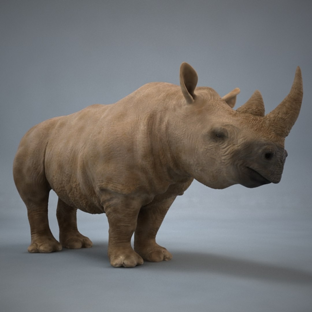 Animal Collection 3D Model - TurboSquid 2399244