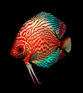 Discus