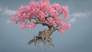 Cherry blossoms