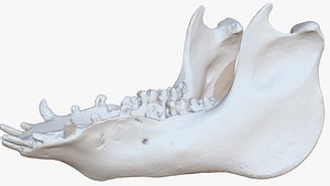 jaw 2 pork 1m 3D model