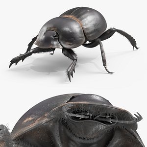 Roller Beetle Fur Rigged For Maya 3D model