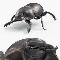 Roller Beetle Fur Rigged For Maya