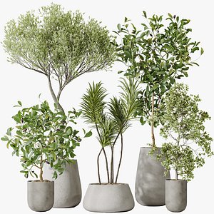 AV Indoor plants set 199 Mission Olive and Yucca Aloifolia Rostrata Palm and Briful Aquatica Grand A