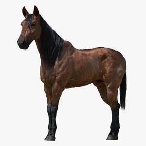 Horse RIGGED