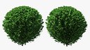 Green Boxwood Shrub