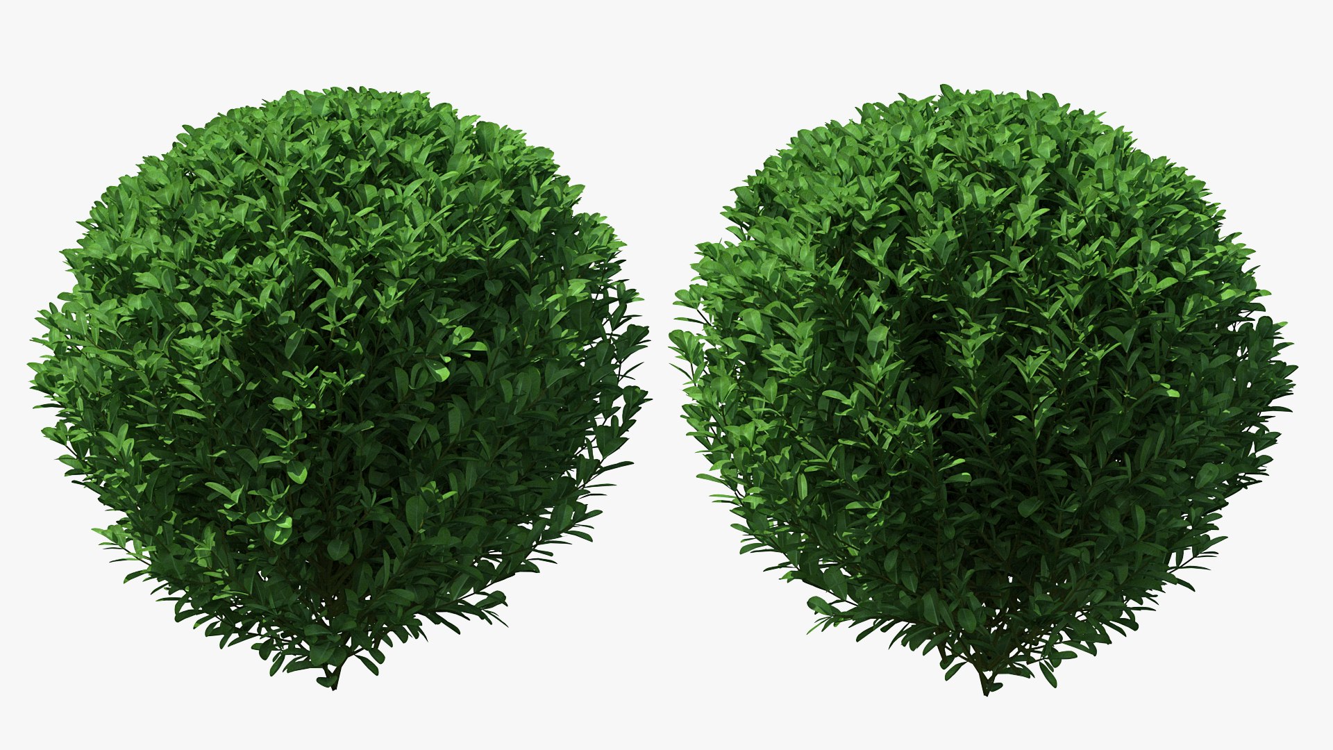 Decorative Shrubs Collection 3D model preview
