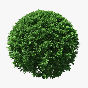 3D green boxwood shrub
