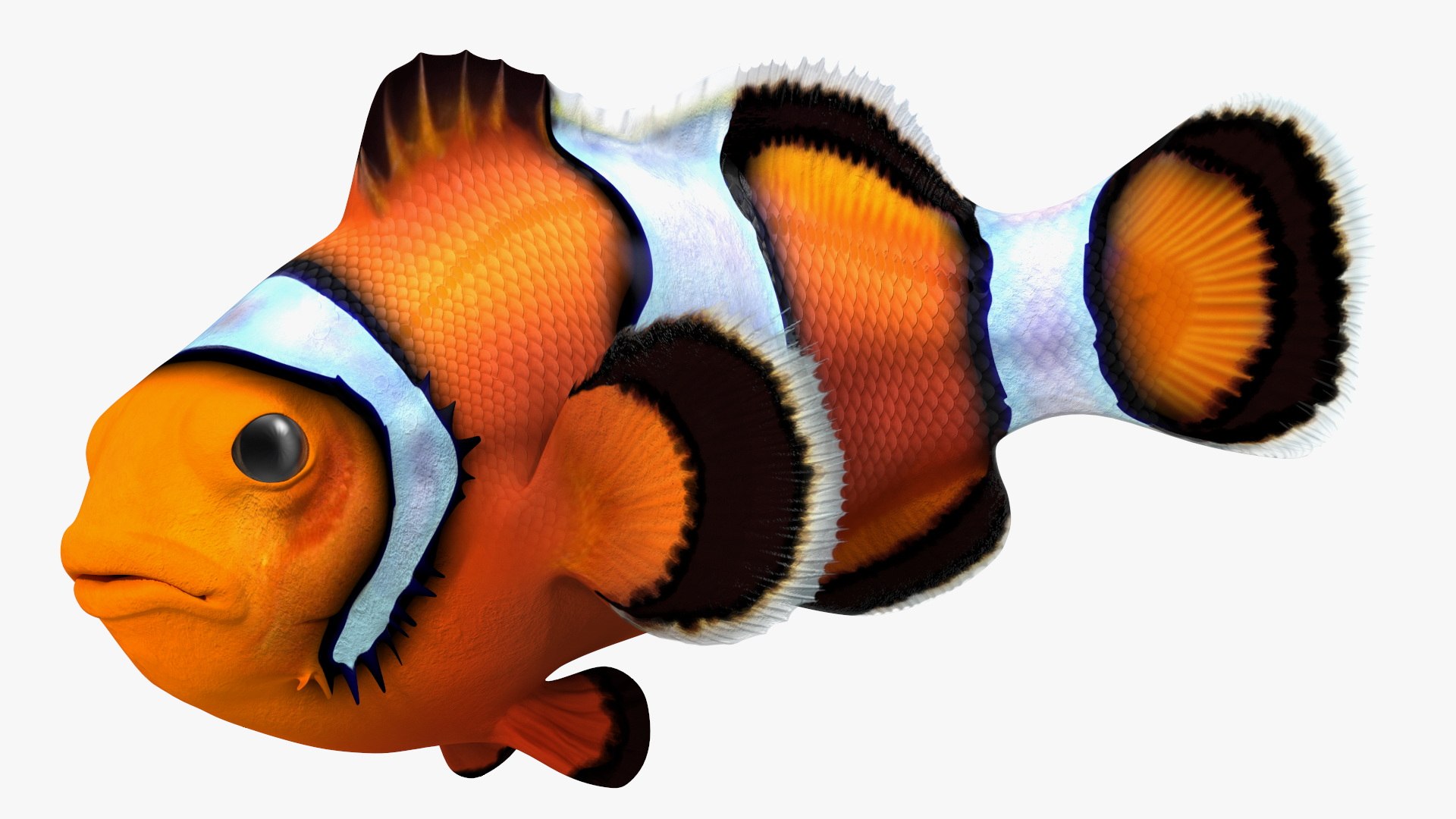 Tropical Clownfish 3D model preview