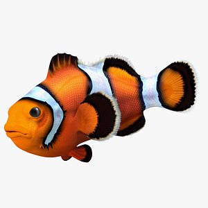 Tropical Clownfish