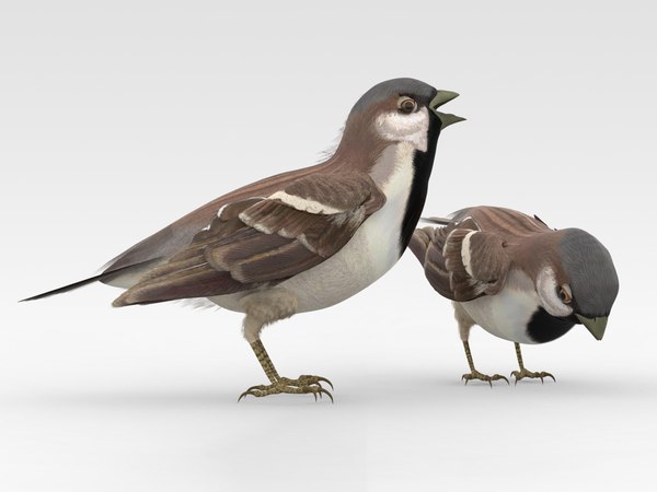 Finch 3D Models for Download | TurboSquid