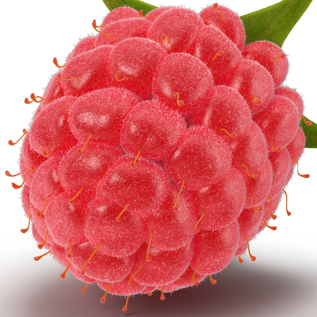 3d model raspberry fur