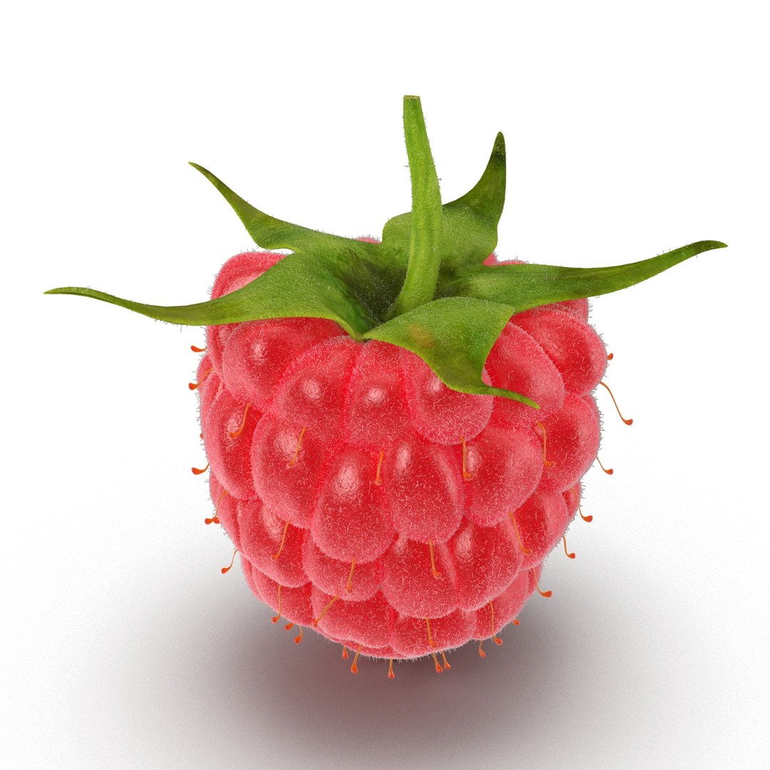 3d model raspberry fur