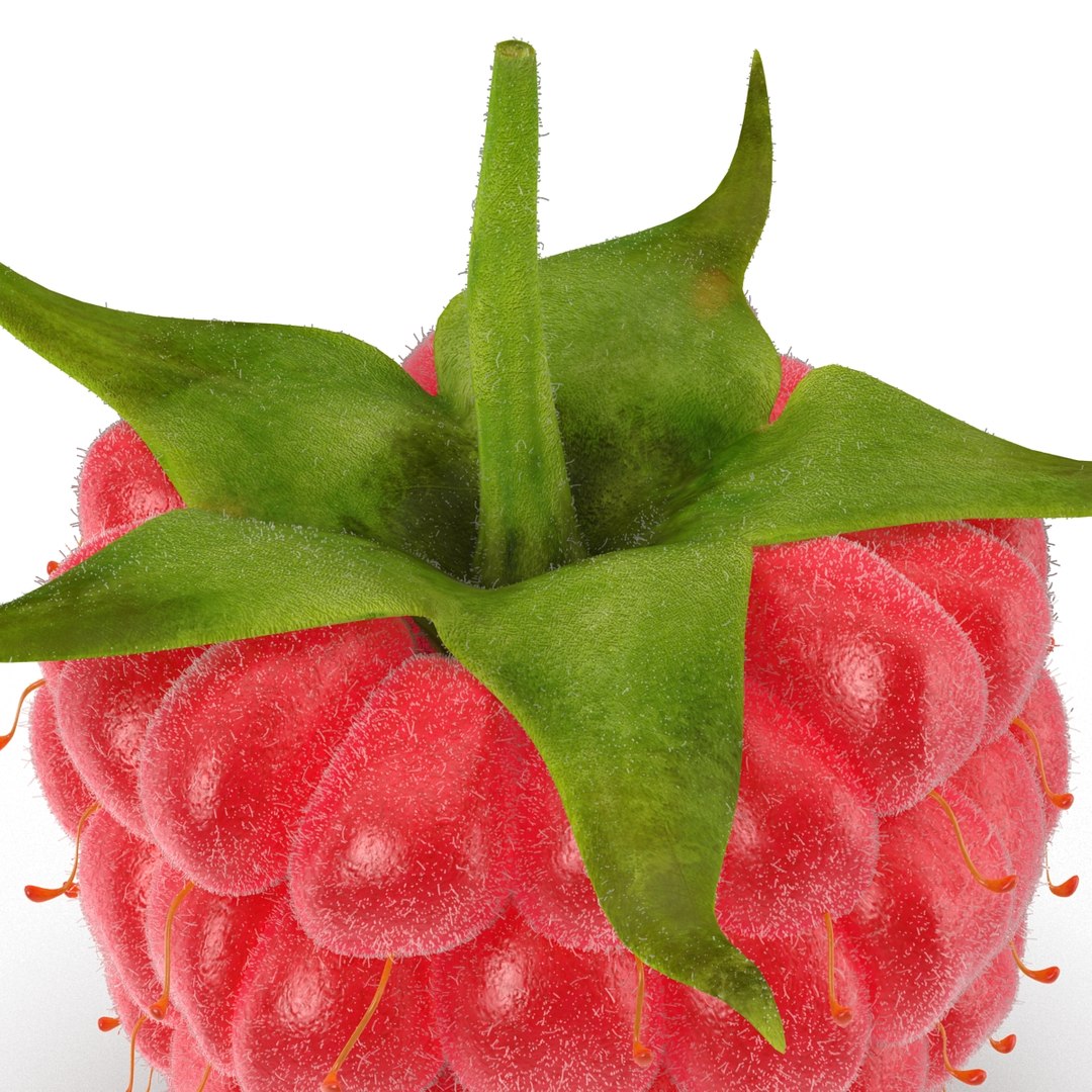 3d model raspberry fur