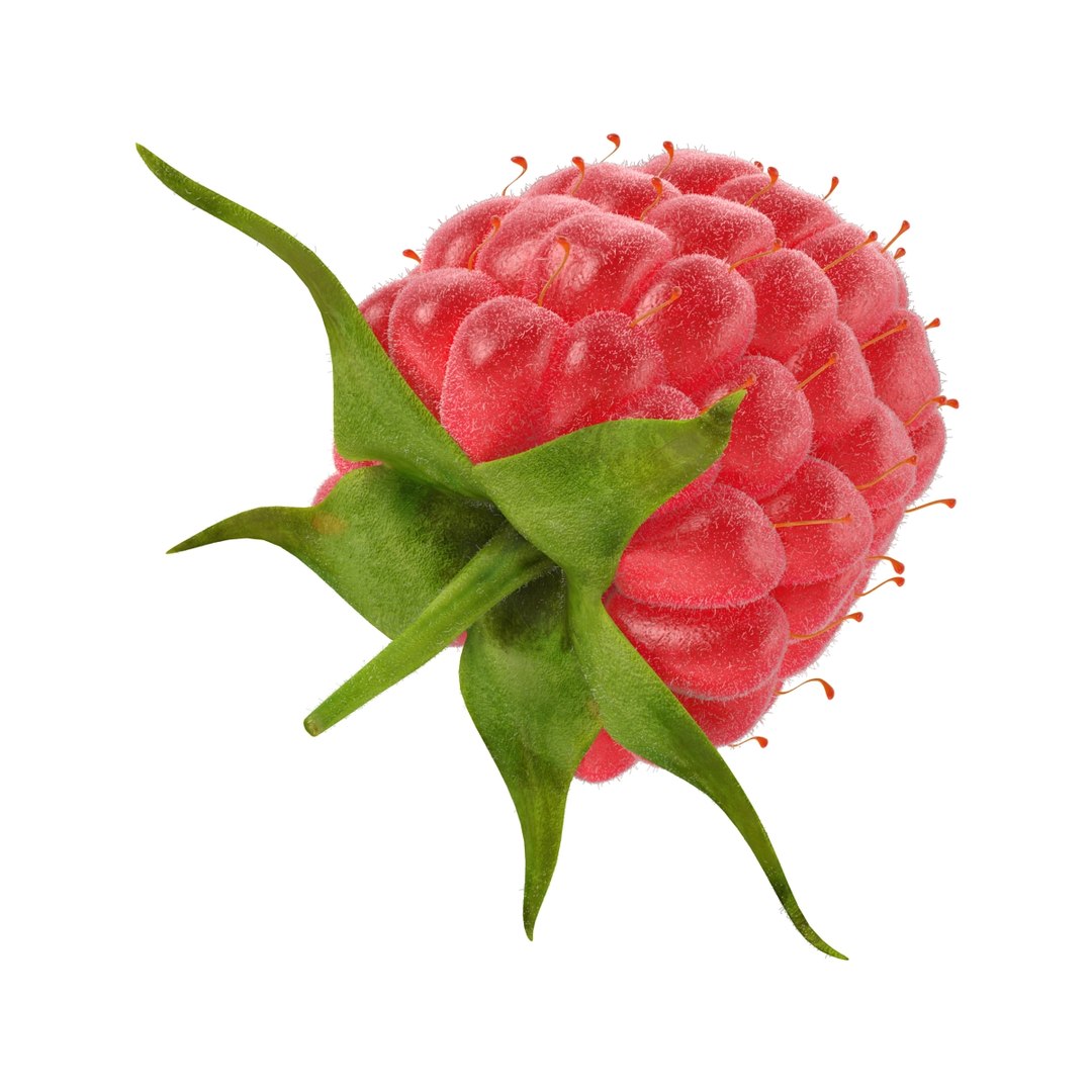 3d model raspberry fur